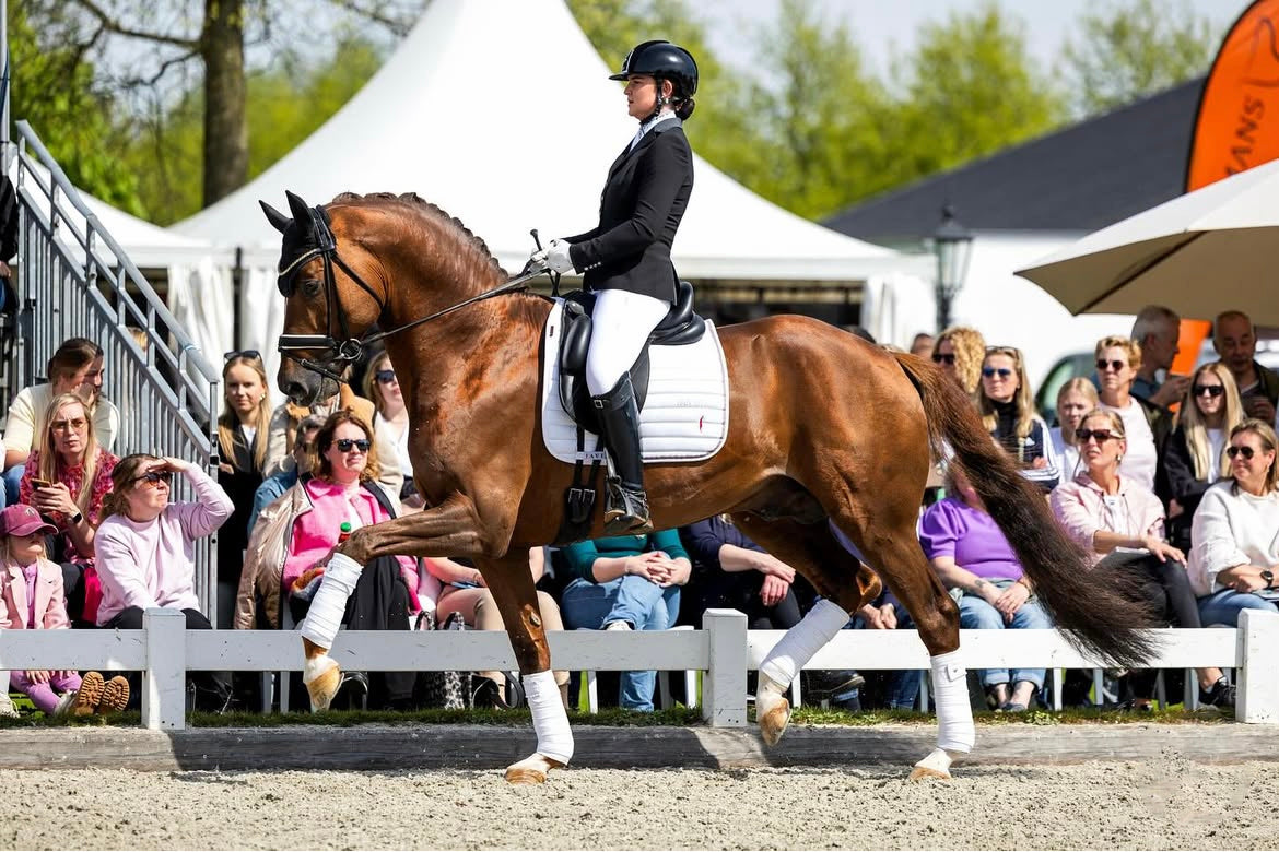 Gwen van Uytert riding a chestnut stallion in trot at a stallion show, wearing a JuulC competition coat
